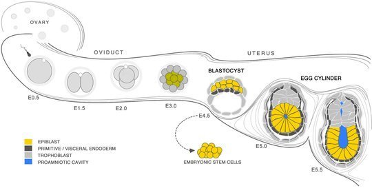 Early mouse embryonic development