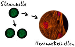 <strong>In zwei Schritten zu Herzmuskelzellen</strong><br />Stammzellen können sich im undifferenzierten Zustand vermehren (links) oder in einem mehrstufigen Prozess zum Beispiel in Herzmuskelzellen differenzieren (rechts). Dieser Prozess wurde in der beschriebenen Arbeit analysiert.<br /><br />
