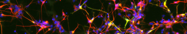 Wissenschaftliches Netzwerk Wissenschaftliches Netzwerk