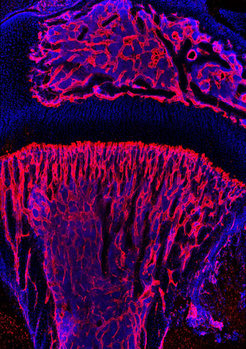 Heterogeneity of blood vessels: the immunofluorescent staining for endomucin (red) shows the different morphology and position of the H-type and L-type capillaries in the tibia of the mouse. Cell nuclei are stained in blue.