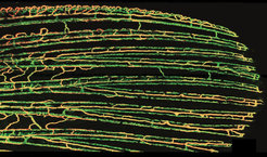 © Cong Xu, from doi:10.1038/ncomms6758, CC BY Lizenz (Creative Commons Attribution 4.0 International License)