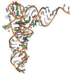 Structural model of a human transfer-RNA (tRNA)In the three-dimenstional structural model of a human tRNA, the nucleosides are depicted in orange and grey; chemical modifications are shown as coloured balls.