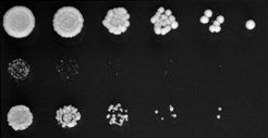 Yeast cells without modified tRNA are vulnerable to stressYeast cells on a agar plate in presence of a chemical stressor. Mutant cells that miss an enzyme for the modification of tRNA (rows 2 & 3) clearly grow slower than normal cells (row 1).