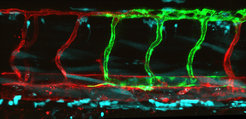 Immunefluorescence images of a zebrafish embryo. Zebrafish embryos are a good model for studying blood vessel growth, both in development and in disease.Depicted in red and green are blood vessels from host and donor zebrafish embryos. The blue color labels other cell types (e.g. muscle cells, neurons).
