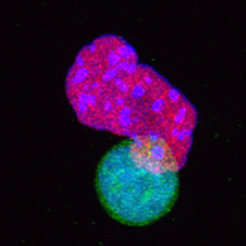 Eine 2C-ähnliche Zelle (grün) ist anders als eine embryonale Stammzelle (magenta)
