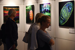 With 27 colourful images, scientists of the Cells-in-Motion Cluster of Excellence (CiM) at the University of Münster give impressive insights into the inner workings of cells and organisms.