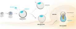 Early mouse embryonic development