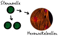 In zwei Schritten zu HerzmuskelzellenStammzellen können sich im undifferenzierten Zustand vermehren (links) oder in einem mehrstufigen Prozess zum Beispiel in Herzmuskelzellen differenzieren (rechts). Dieser Prozess wurde in der beschriebenen Arbeit analysiert.