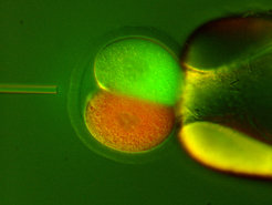Nature or culture? Mouse embryo in 2-cell-stageAfter the first mitotic cell division of the fertilized egg cell, the two cells are injected with a red or green fluorescient marker. Then, the cells are separated from each other and develop independently, either in the same culture medium or in different ones. In this way, the scientists can investigate to which extent the embryonic development is influenced by "nature" or "culture".