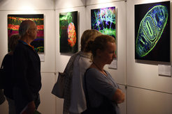 With 27 colourful images, scientists of the Cells-in-Motion Cluster of Excellence (CiM) at the University of Münster give impressive insights into the inner workings of cells and organisms.