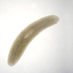 Mit Plattwürmern zum besseren Verständnis der Regeneration
Planarien sind wahre Regenerationskünstler: sie können jedes Körperteil nach Amputation neu bilden, eine Fähigkeit, die auf ein großes Stammzellvorkommen zurückzuführen ist.