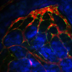 Mesh-like network of blood vessels in their bone marrow cavitiesDifferent types of blood vessels in the bone marrow have different functions. Within this dense network, blood stem cells find the optimal conditions for migrating to the surrounding tissue (red: blood plasma; green: blood vessels; blue: bone marrow tissue)
