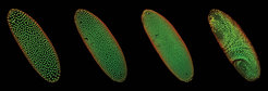 Embryos der Fruchtfliege in verschiedenen Kernstadien