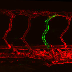 Endoglin-Fehlfunktion verursacht GefäßweitungDurch Transplantation einiger Zellen aus einem endoglin-defizienten Zebrafischembryo entstand hier im Gefäßnetzwerk (rot) eines gesunden Zebrafischembryo ein geweitetes Blutgefäß (grün).