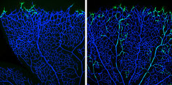 Tip cell-derived progeny incorporate to the arteryGenetically labelled tip cells (green) at 12 h of pulse-chase labelling (left) in a retinal vascular plexus (blue) of 6 days old mouse. At 96 h (right) most tip cells’ daughters incorporate into arteries but not into veins.