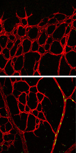 Notch activation directs tip cells to the arteryOverexpression of active Notch in tip cell drives all labeled progeny (green, nuclei) into the arteries of the retinal vascular plexus (red, bottom panel) at 96 h of pulse-chase labeling. No labeled cells remain in the growing peripheral plexus (top panel).