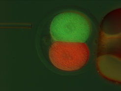 Jeder Zelle eine eigene FarbeNach der ersten Zellteilung der befruchteten Eizelle werden die zwei Zellen mit einem rot bzw. grün fluoreszierenden Marker injiziert. Mit dieser Färbung können die Forscher nachvollziehen, zu welchen Gewebetypen sich die Zellen entwickeln.