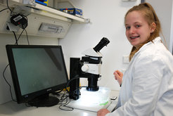 Flatworms are being observed through a microscope