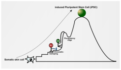 Molecular mechanisms of reprogramming Try to imagine a ball rolling down the hill, that’s how cells are destined to differentiate within us. Now, try to imagine a ball rolling up the hill, that’s what the ‘Yamanaka factors’ (Oct4-Sox2-Klf4-Myc aka OSKM) are destined to do when over-expressed in differentiated cells in a dish.The large green ball on top of the hill depicts a colony of induced pluripotent stem cells that originated from the forced expression of OSK in mouse embryonic fibroblast (somatic skin) cells. Any other cell around this colony could have also been ‘rolled up’ to the top of hill, but failed for some reason.