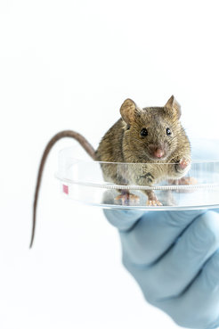 Adulte Maus mit ausschließlich iPS-Zellen: Die getesteten induzierten pluripotenten Stammzellen (iPS-Zellen) werden mit tetraploiden Embryonen aggregiert. Dazu werden (die diploiden) Zellen eines Embryos im Zwei-Zell-Stadium durch Zellfusion zu einer einzigen Zelle vereint. Die resultierende tetraploide Zelle teilt sich weiter, um extraembryonales Gewebe zu bilden, das zwar eine Plazenta hervorbringt, aber keine lebensfähige innere Zellmasse, die den Embryo selbst hervorbringen könnte. Die Entwicklung solcher Aggregate führt daher zu einem Fötus, der ausschließlich aus iPS-Zellen besteht.