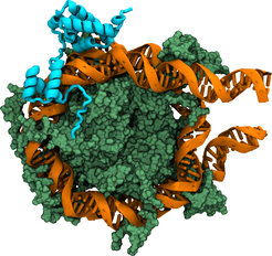Schematische Darstellung der Bindung des Pionier-Transkriptionsfaktors Oct4 (blau) an das Nukleosom (ein Komplex aus Proteinen (grün) und der um diese Proteine gewickelten DNA (orange)).