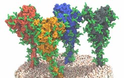 Four spike proteins on the membrane surface of Sars-CoV-2. When these proteins dock onto ACE2 receptors on the surface of somatic cells, the virus can enter the cells and replicate itself.