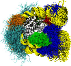 Three microseconds from the life time of a nucleosome: Snapshots in time were taken every 4 nanoseconds and were superimposed on the core region of the histones (white). The positions of the DNA and the flexible histone tails in all snapshots are shown. The DNA is in yellow and the histone tails in blue, green, red, orange and cyan. The ample motion of the DNA arms is known as nucleosome breathing motion. Remarkably, in this nucleosome, the lower arm moves more than the upper one due to the DNA sequence.