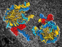 Native genomische Nukleosomen, gebunden (dunkelblau) durch Oct4 (rot) und in freier Form (gelb). Die Flächen und die Bänder stellen die DNA bzw. die strukturierten Kernbereiche der Histone dar. Oct4 stabilisiert eine teilweise offene Form eines Nukleosoms (rechts) und verursacht eine große Öffnung im anderen (links). Der Einfluss von Oct4 auf die Strukturen dieser Nukleosomen hängt von der Beweglichkeit der flexiblen Histonschwänze (grau und hellblau in freien bzw. Oct4-gebundenen Nukleosomen) und von seinen beiden Subdomänen (rot) ab, die an verschiedene Seiten der DNA binden. Der Hintergrund zeigt Kolonien menschlicher induzierter pluripotenter Zellen, die auf Feeder-Zellen kultiviert wurden (untere linke Ecke) und durch Induktion des unverzichtbaren Oct4 und dreier anderer Proteine aus menschlichen Hautzellen entstanden sind. Die Bilder wurden mit VMD (http://www.ks.uiuc.edu/Research/vmd/) von Vlad Cojocaru erstellt und das Hintergrundbild wurde freundlicherweise von Sergiy Velychko (MPI Münster) zur Verfügung gestellt.