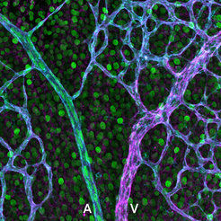 EphB4 und ephrin-B2 Expression in retinalen Blutgefäßen.Ein nuklearer genetischer Reporter hebt die ephrin-B2 (grün) Expression in Arterien hervor, während die Immunfärbung zeigt, dass EphB4 (magenta) in Venen der retinalen Blutgefäße (cyan) dominiert. A – Arterie; V – Vene.