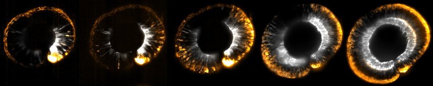 Embryo Self-Correction Embryo Self-Correction