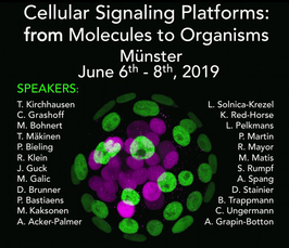 Cellular signaling platforms – from molecules to organisms